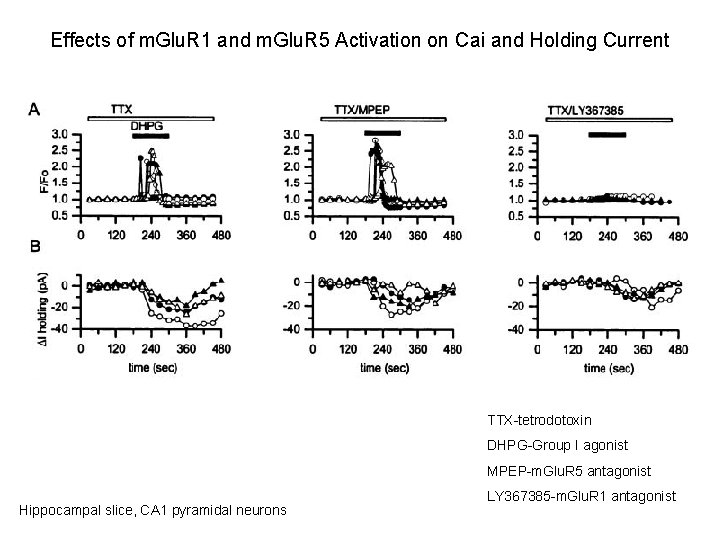 Effects of m. Glu. R 1 and m. Glu. R 5 Activation on Cai