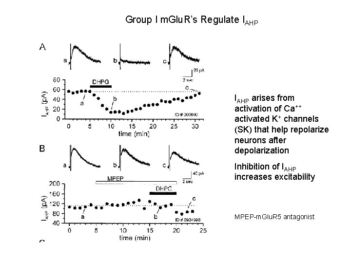 Group I m. Glu. R’s Regulate IAHP arises from activation of Ca++ activated K+