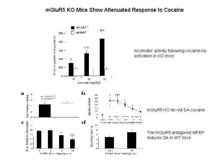 m. Glu. R 5 KO Mice Show Attenuated Response to Cocaine locomotor activity following