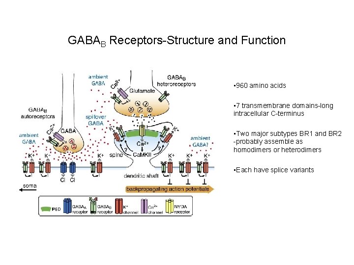 GABAB Receptors-Structure and Function • 960 amino acids • 7 transmembrane domains-long intracellular C-terminus