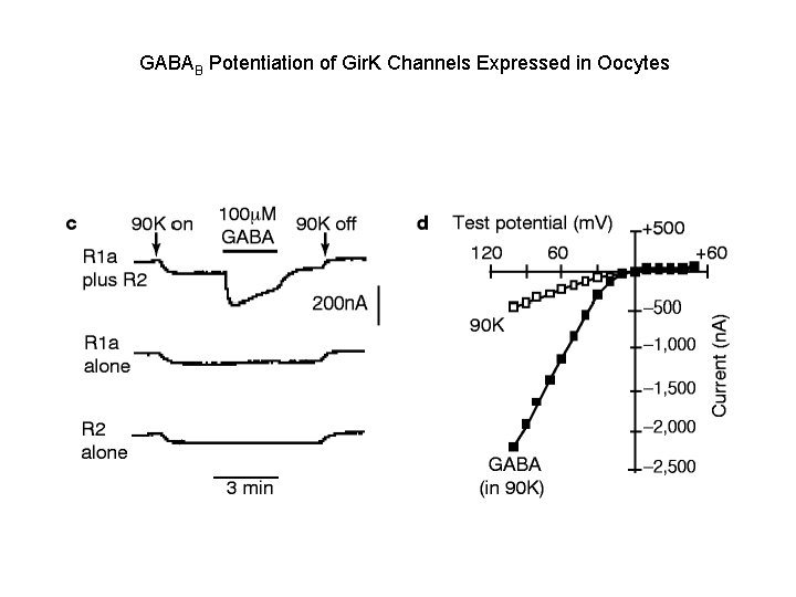 GABAB Potentiation of Gir. K Channels Expressed in Oocytes 