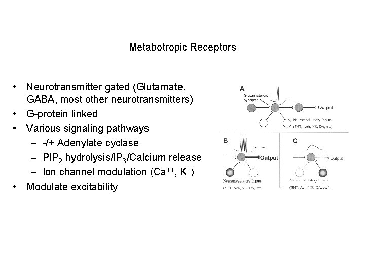 Metabotropic Receptors • Neurotransmitter gated (Glutamate, GABA, most other neurotransmitters) • G-protein linked •