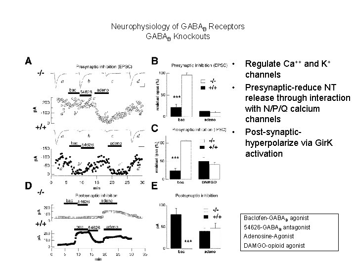 Neurophysiology of GABAB Receptors GABAB Knockouts • • • Regulate Ca++ and K+ channels