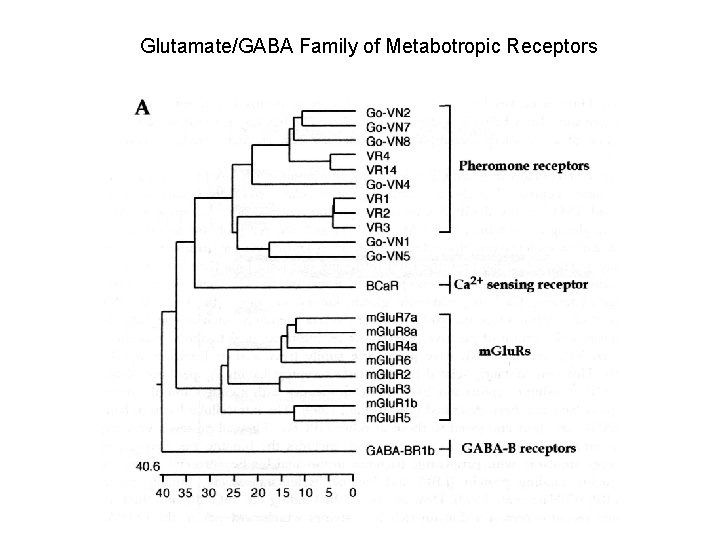 Glutamate/GABA Family of Metabotropic Receptors 