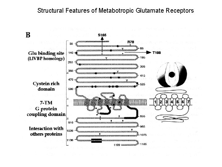 Structural Features of Metabotropic Glutamate Receptors 