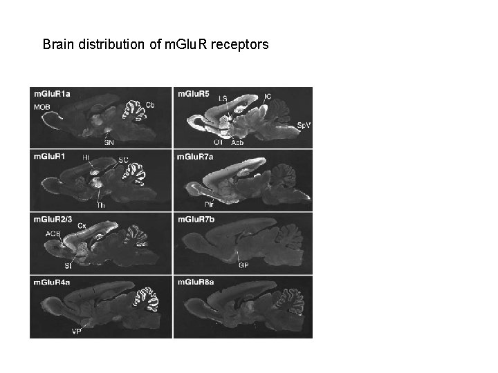 Brain distribution of m. Glu. R receptors 