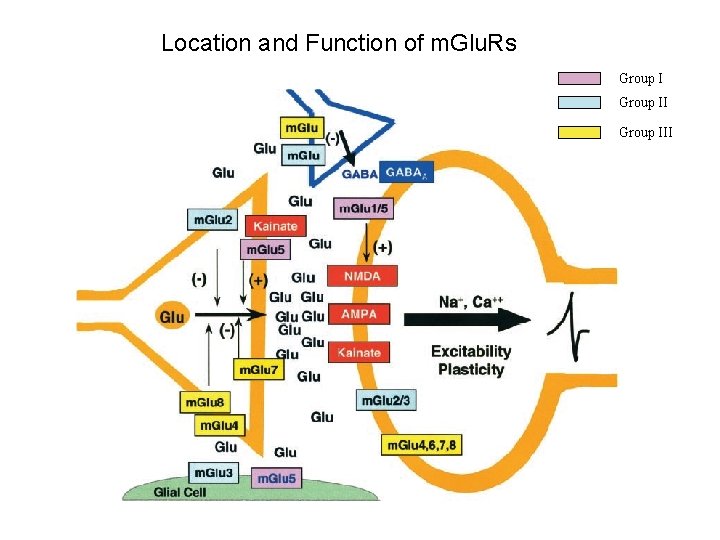 Location and Function of m. Glu. Rs Group III 