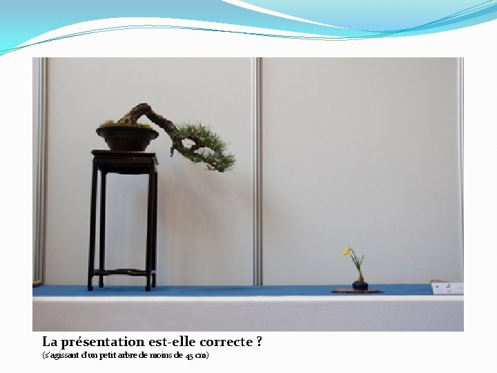 La présentation est-elle correcte ? (s’agissant d’un petit arbre de moins de 45 cm)