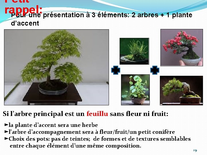 Petit rappel: Pour une présentation à 3 éléments: 2 arbres + 1 plante d’accent