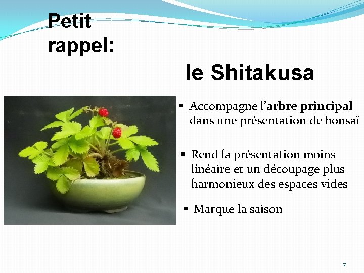 Petit rappel: le Shitakusa § Accompagne l’arbre principal dans une présentation de bonsaï §