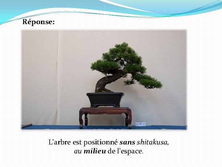 Réponse: L'arbre est positionné sans shitakusa, au milieu de l'espace. 