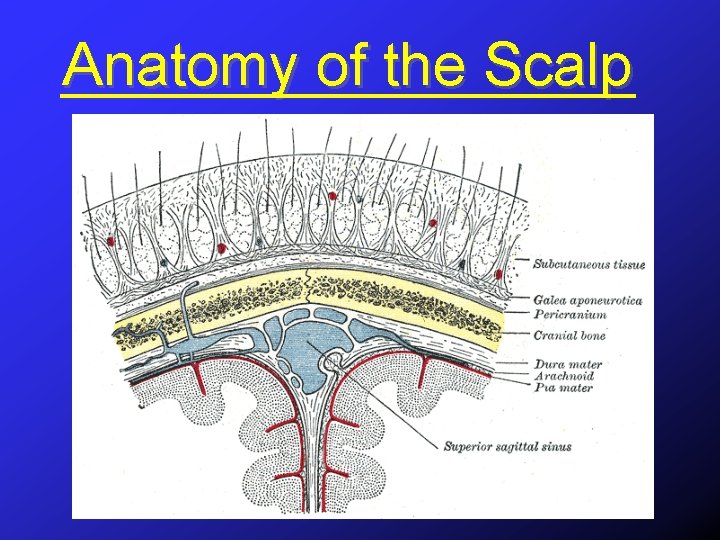 Anatomy of the Scalp 