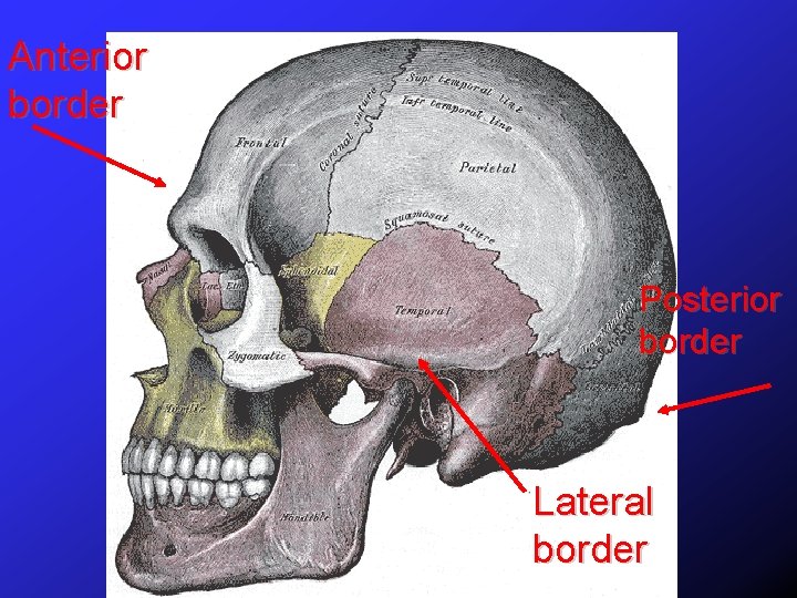 Anterior border Posterior border Lateral border 