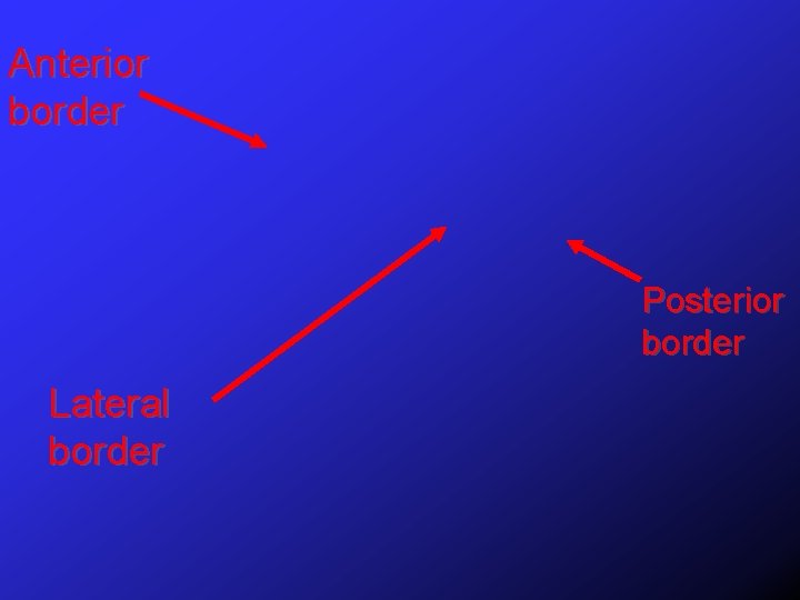 Anterior border Posterior border Lateral border 