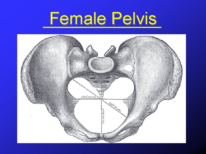 Female Pelvis 