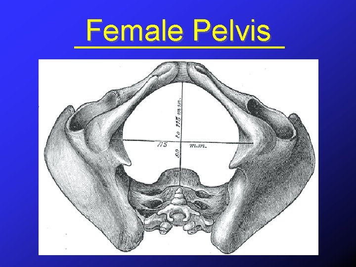 Female Pelvis 