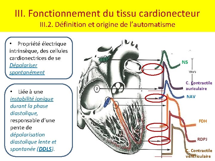 III. Fonctionnement du tissu cardionecteur III. 2. Définition et origine de l’automatisme • Propriété