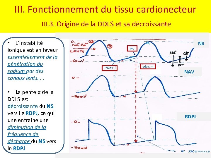 III. Fonctionnement du tissu cardionecteur III. 3. Origine de la DDLS et sa décroissante