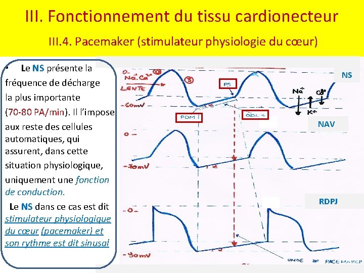 III. Fonctionnement du tissu cardionecteur III. 4. Pacemaker (stimulateur physiologie du cœur) • Le