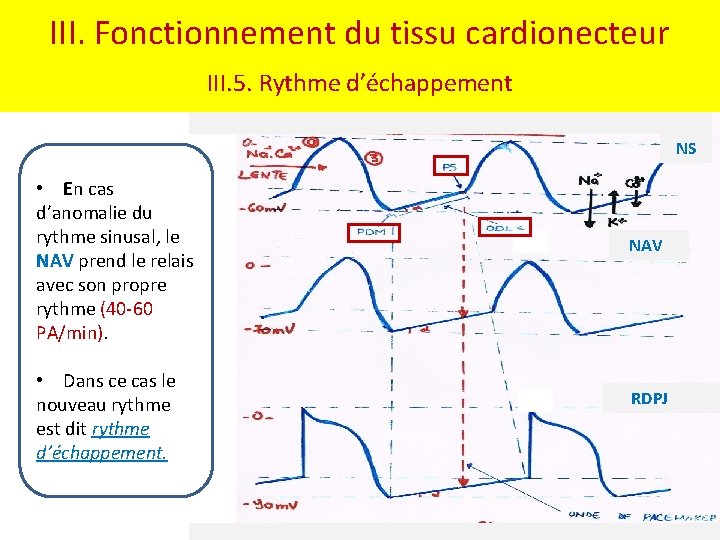 III. Fonctionnement du tissu cardionecteur III. 5. Rythme d’échappement NS • En cas d’anomalie