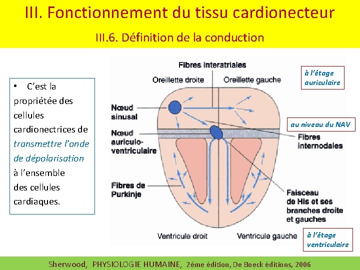 III. Fonctionnement du tissu cardionecteur III. 6. Définition de la conduction • C’est la