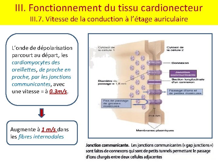 III. Fonctionnement du tissu cardionecteur III. 7. Vitesse de la conduction à l’étage auriculaire