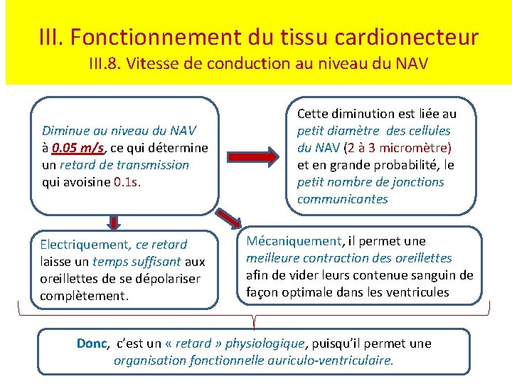 III. Fonctionnement du tissu cardionecteur III. 8. Vitesse de conduction au niveau du NAV