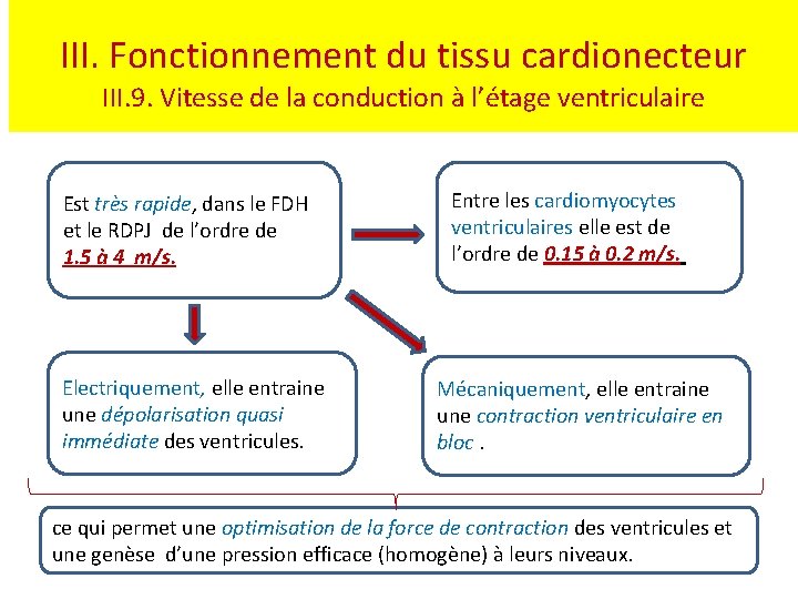 III. Fonctionnement du tissu cardionecteur III. 9. Vitesse de la conduction à l’étage ventriculaire