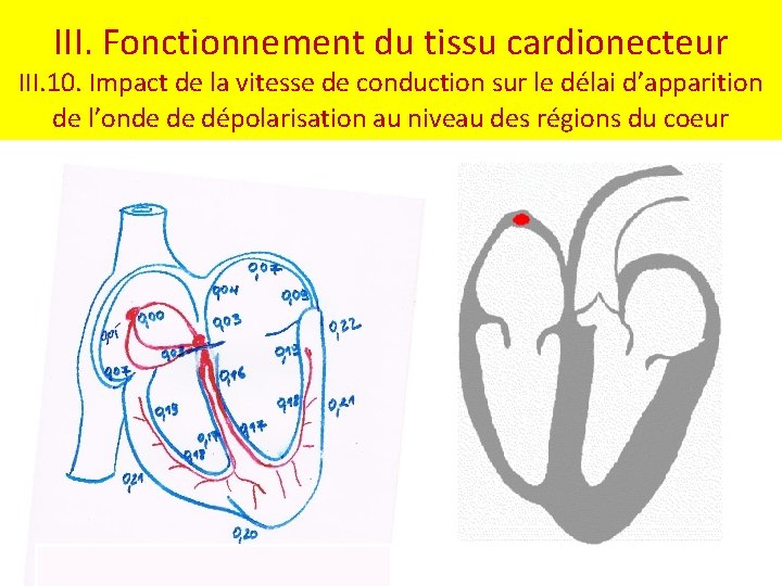 III. Fonctionnement du tissu cardionecteur III. 10. Impact de la vitesse de conduction sur