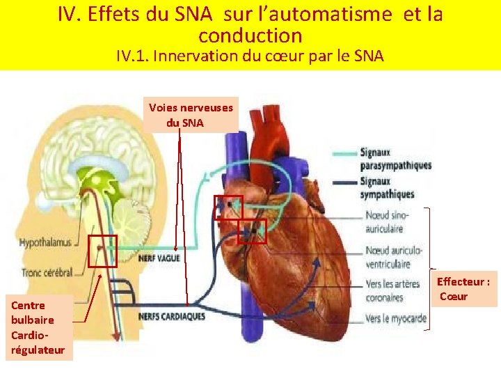 IV. Effets du SNA sur l’automatisme et la conduction IV. 1. Innervation du cœur