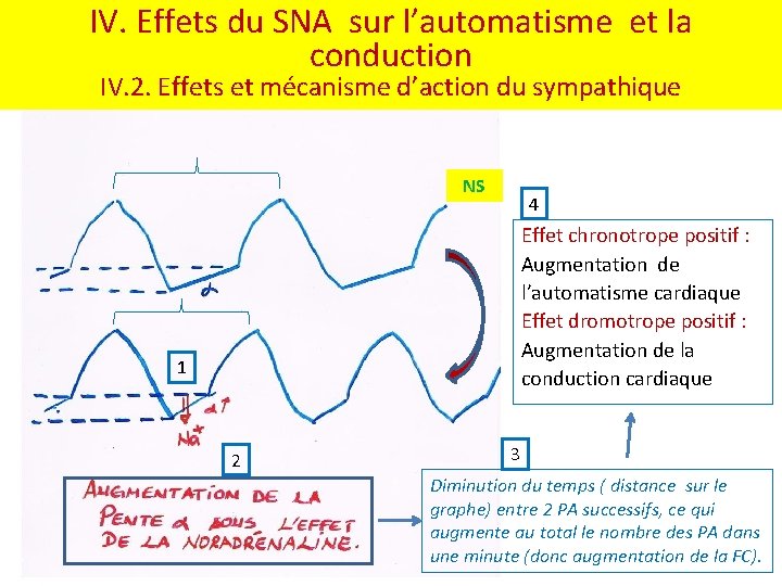 IV. Effets du SNA sur l’automatisme et la conduction IV. 2. Effets et mécanisme