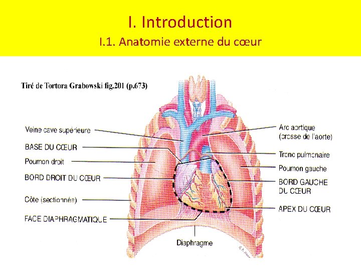 I. Introduction I. 1. Anatomie externe du cœur 