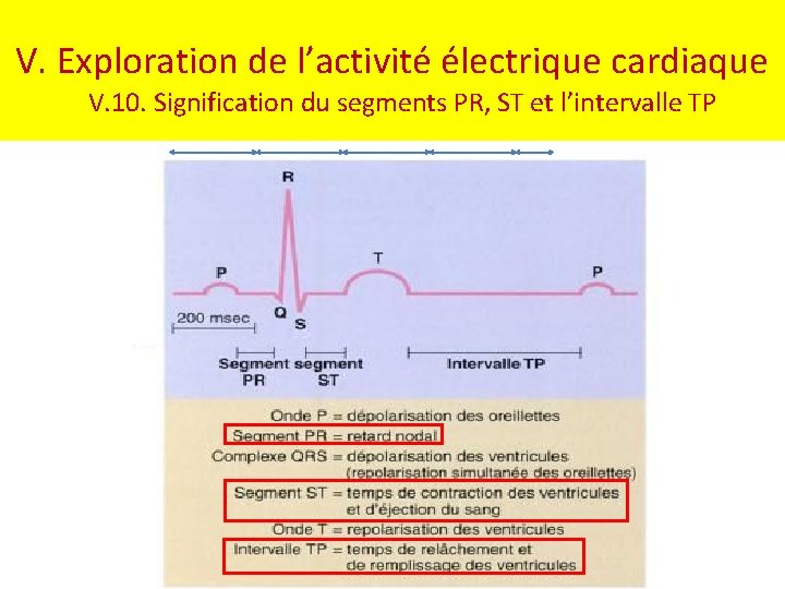 V. Exploration de l’activité électrique cardiaque V. 10. Signification du segments PR, ST et