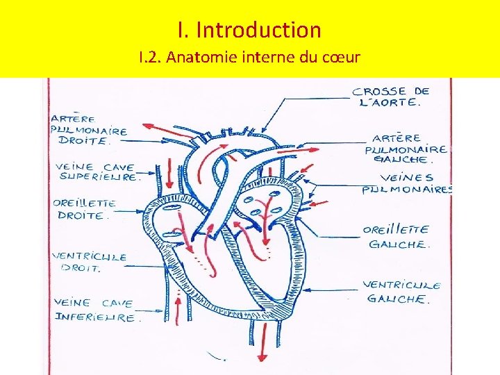 I. Introduction I. 2. Anatomie interne du cœur 