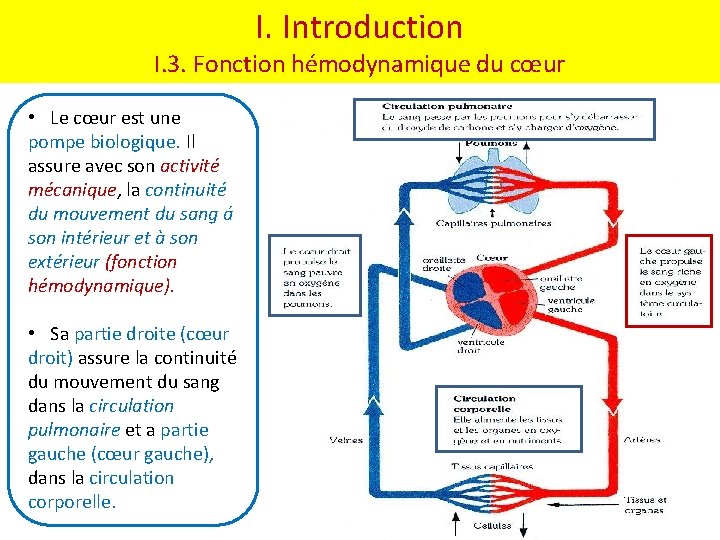 I. Introduction I. 3. Fonction hémodynamique du cœur • Le cœur est une pompe