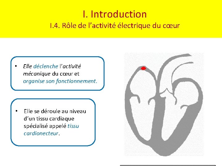 I. Introduction I. 4. Rôle de l’activité électrique du cœur • Elle déclenche l’activité