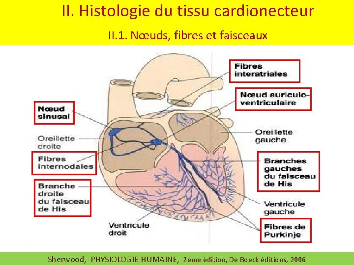 II. Histologie du tissu cardionecteur II. 1. Nœuds, fibres et faisceaux Sherwood, PHYSIOLOGIE HUMAINE,