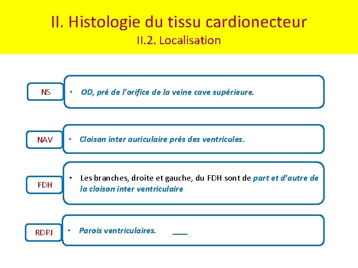 II. Histologie du tissu cardionecteur II. 2. Localisation NS • OD, pré de l’orifice