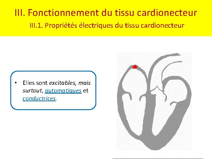 III. Fonctionnement du tissu cardionecteur III. 1. Propriétés électriques du tissu cardionecteur • Elles