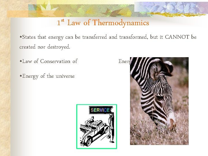 1 st Law of Thermodynamics • States that energy can be transferred and transformed, 1 st Law of Thermodynamics • States that energy can be transferred and transformed,
