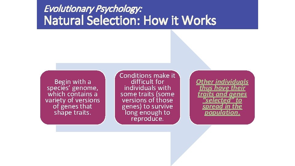 Evolutionary Psychology: Natural Selection: How it Works Begin with a species’ genome, which contains