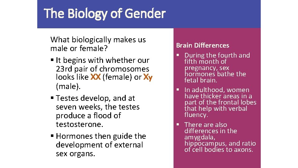 The Biology of Gender What biologically makes us male or female? § It begins