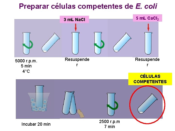 Preparar células competentes de E. coli 5000 r. p. m. 5 min 4°C 3