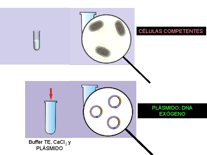 CÉLULAS COMPETENTES PLÁSMIDO: DNA EXÓGENO Buffer TE, Ca. Cl 2 y PLÁSMIDO 