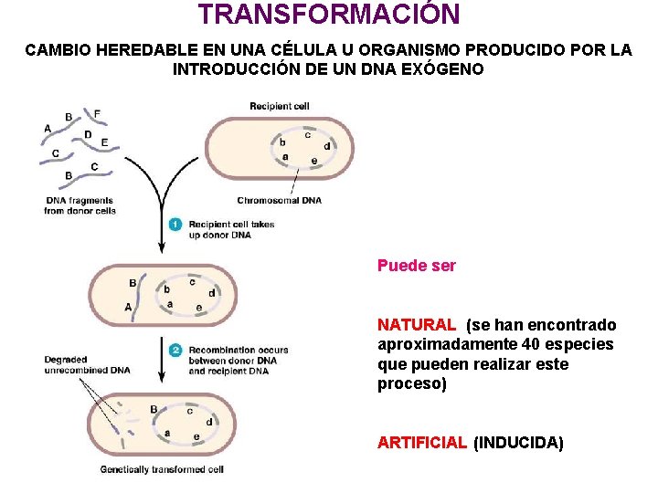 TRANSFORMACIÓN CAMBIO HEREDABLE EN UNA CÉLULA U ORGANISMO PRODUCIDO POR LA INTRODUCCIÓN DE UN