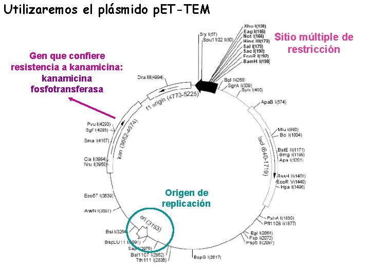 Utilizaremos el plásmido p. ET-TEM Sitio múltiple de restricción Gen que confiere resistencia a