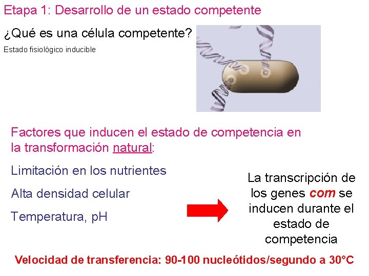 Etapa 1: Desarrollo de un estado competente ¿Qué es una célula competente? Estado fisiológico