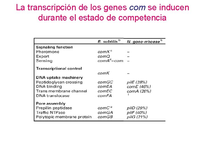 La transcripción de los genes com se inducen durante el estado de competencia 