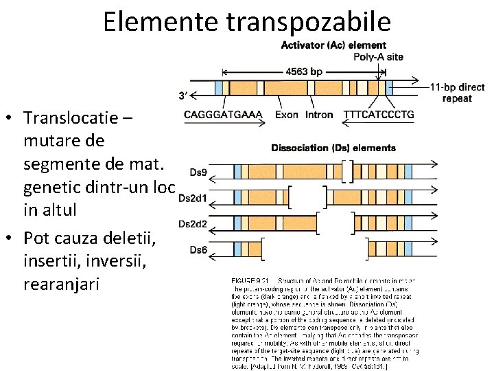 Elemente transpozabile • Translocatie – mutare de segmente de mat. genetic dintr-un loc in