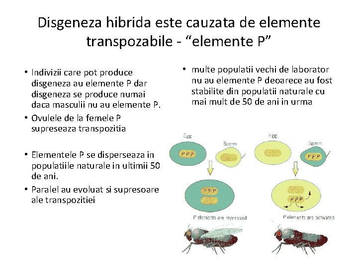 Disgeneza hibrida este cauzata de elemente transpozabile - “elemente P” • Indivizii care pot